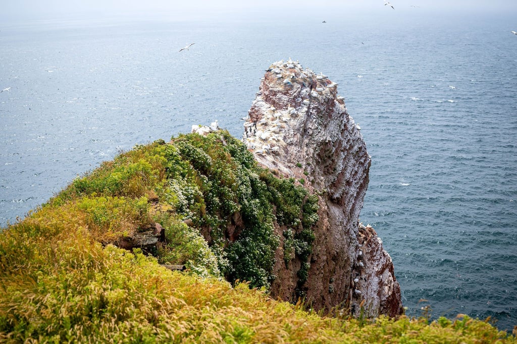 Basstölpel brüten auf der Hochseeinsel Helgoland.