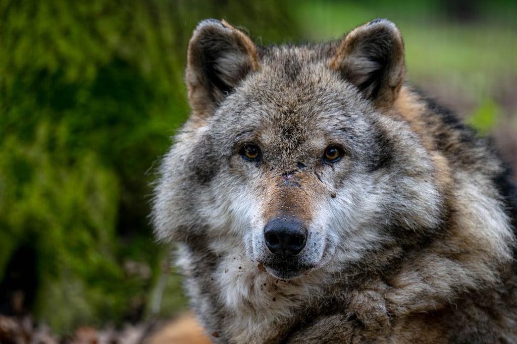 Ein Europäischer Grauwolf.