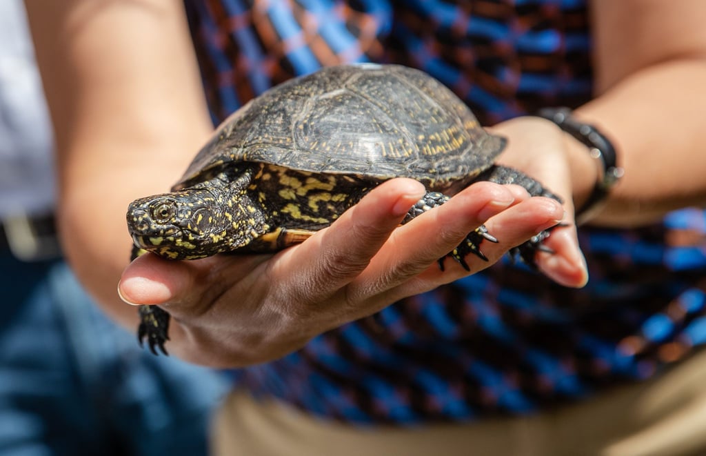Eine Europäische Sumpfschildkröte.