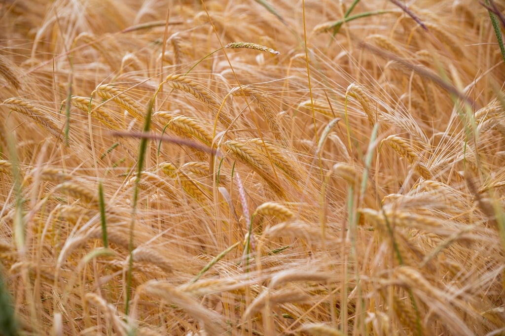 Gerste wächst auf einem Feld.