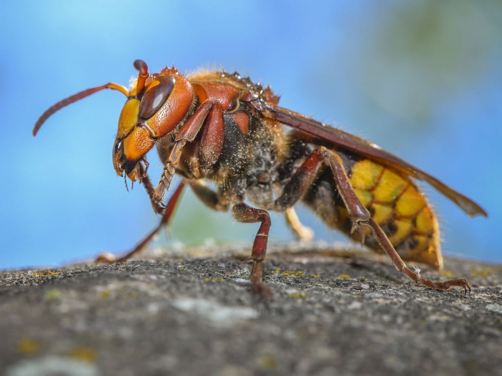 „Die ausgewachsenen Hornissen sind Vegetarier. Sie ernähren sich von Nektar und Pflanzensäften“: Eine Hornisse (Vespa crabro).