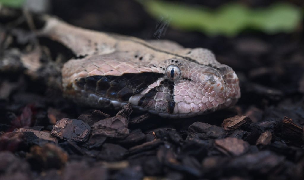 Eine Gabunviper liegt in einem Terrarium in der Stuttgarter Wilhelma.