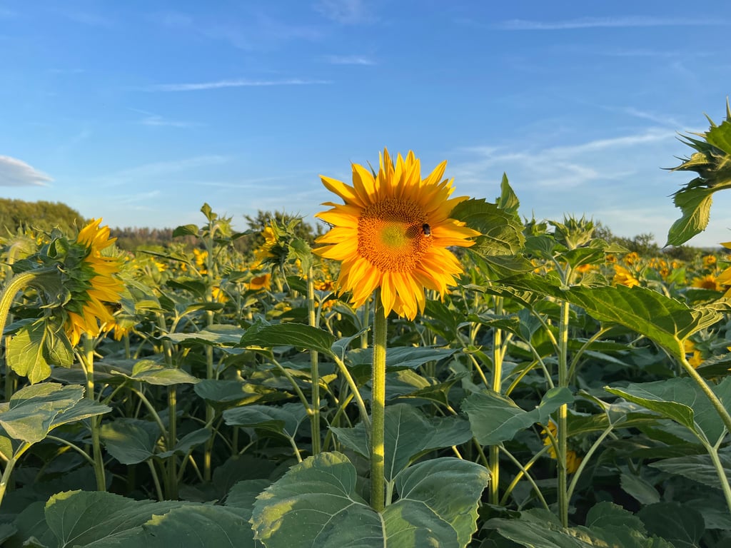 Das Sonnenblumenfeld bei Westerhausen hat es MZ-Leserin Betty Hollmann angetan.