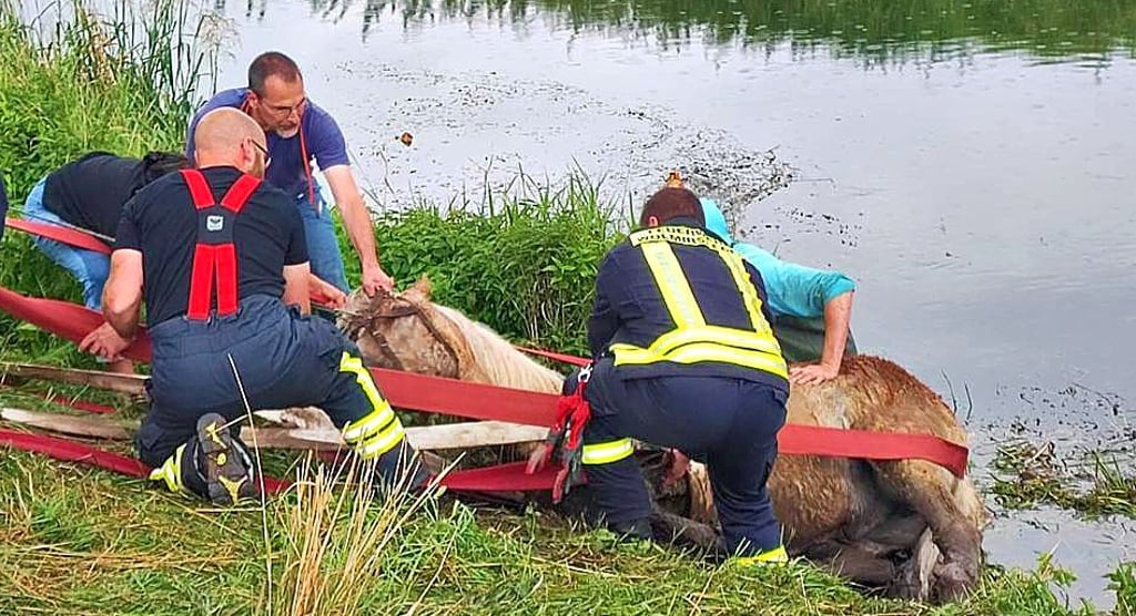 Feuerwehr-Kameraden und der Egelner Tierarzt Dr. Karsten Müller retteten das Pferd aus der Bode in Egeln-Nord.