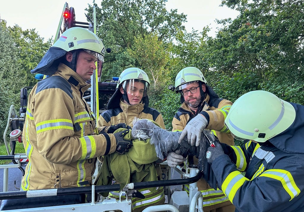 Einsatzkräfte der Feuerwehr befreien einen Graureiher aus einer Drachenschnur.