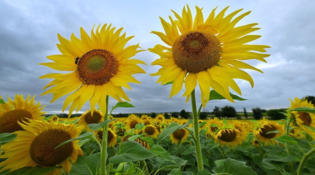 Sonnenblumen leuchten in Gelb vor dem regengrauen Himmel am Erfurter Stadtrand.