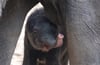 Das neue Elefantenbaby im Leipziger Zoo trinkt endlich regelmäßig.  (Symbolbild)