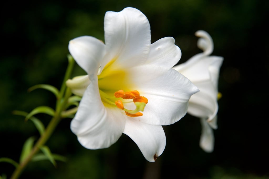 Die Madonnenlilie (Lilium candidum) trägt bis zu 15 Zentimeter lange Trompetenblüten in strahlendem Weiß.