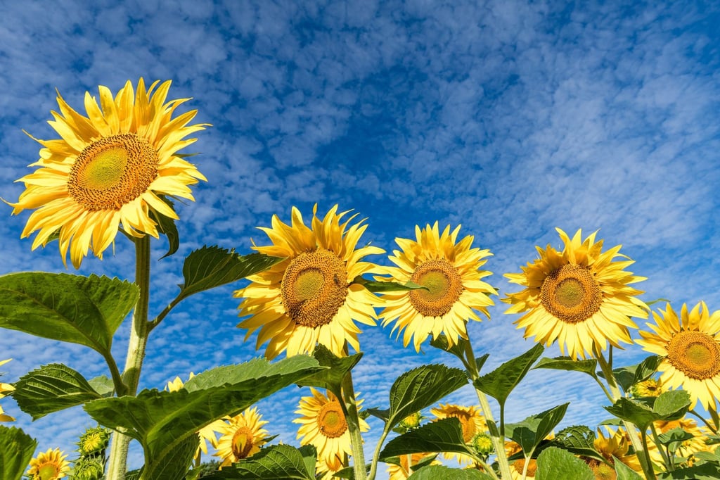 Sonnenblumen blühen auf einem Feld.