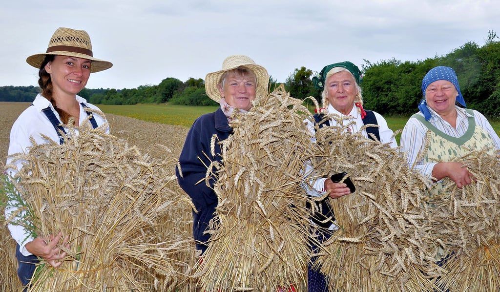 In traditioneller Kleidung der Landarbeiterinnen in Iden im Kreis Stendal räsentieren Corina Wedinger (von links), Lieselotte Söde, Carola Wiesner und Elisabeth Glöß die gebundenen Garben, die für ein „Grüne Wochenende“ benötigt werden.