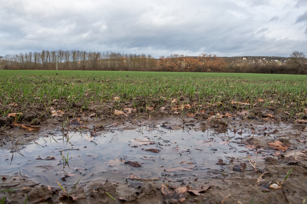 Mancherorts wurde der Regen schon zu viel - hier ein Feld im Blütengrund bei Naumburg.