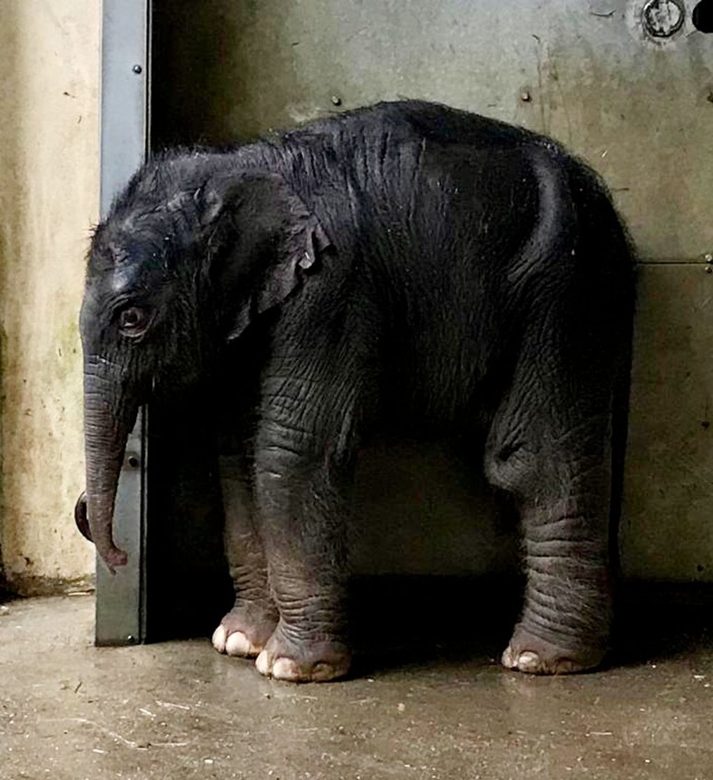 Das neu geborene Elefantenbaby steht im Zoo Leipzig.