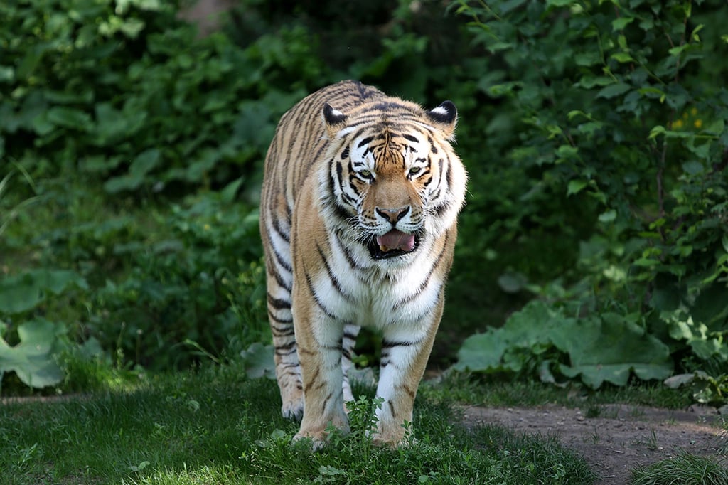 Amurtiger Tomak geht durch sein Gehege im Leipziger Zoo.