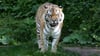 Tiger Tomak aus dem Leipziger Zoo erreichte ein stolzes Alter von 19 Jahren.