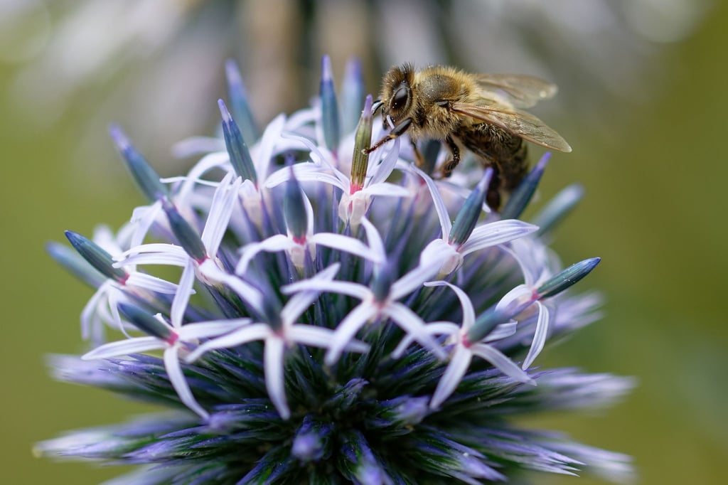 Eine Honigbiene sammelt auf der Blüte einer Distel Nektar.