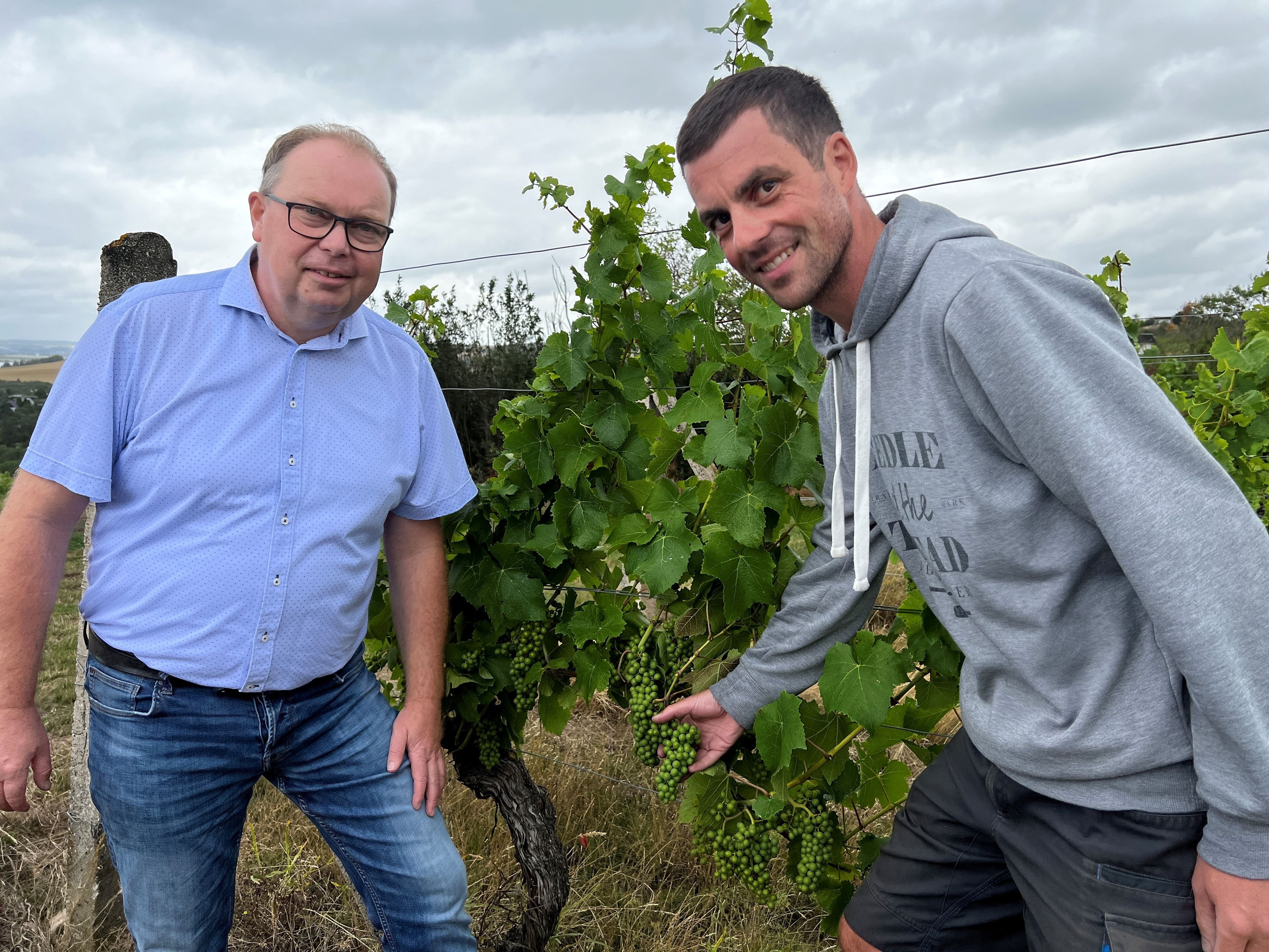 Ausflugtipp: Das Können Sie Zum Tag Des Offenen Weinbergs Erleben