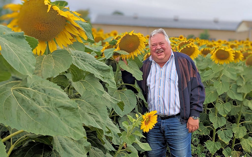 Auf diesem Bild lässt niemand den Kopf hängen: Uwe Kaßner vom Agrarunternehmen „Pappelgrund“ steht in einem der Sonnenblumenfelder.
