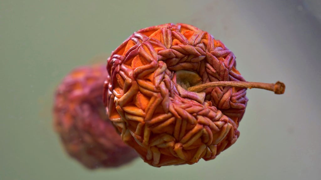 Ein im Zerfall befindlicher Apfel wird unter der Hand von Pawel Freisler zu einem Kunstwerk.