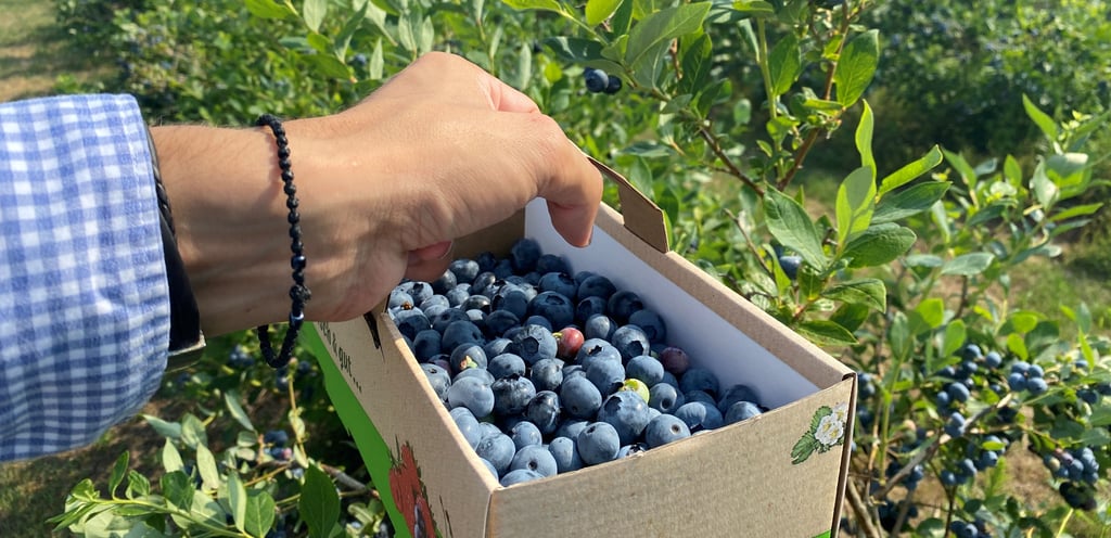 In Hohenseeden können Heidelbeeren gepflückt werden.