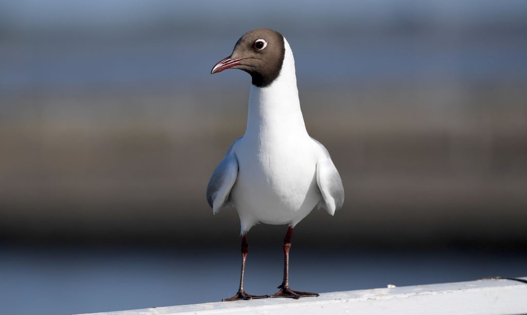 Vermutlich ist die Lachmöwe Überträgerin der Vogelgrippe in Finnland.