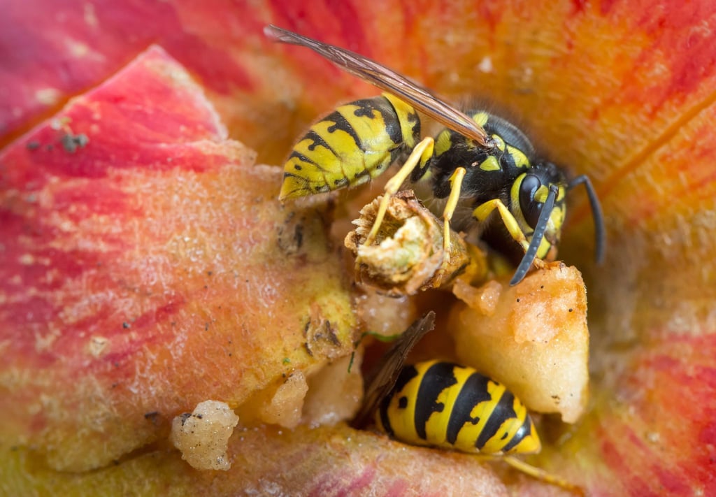 Wespen sitzen auf einem Apfel einer Streuobstwiese.