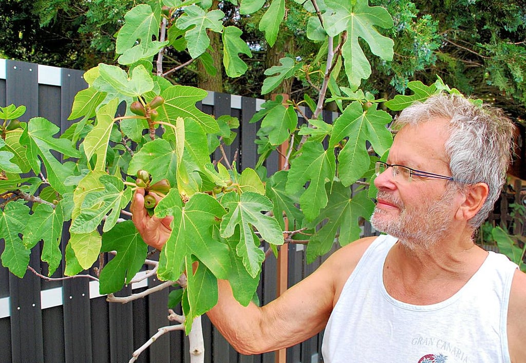 Der Dreileber Hanfried Duchstein zieht ganz besondere Pflanzen hern, wie hier einen Feigenbaum.