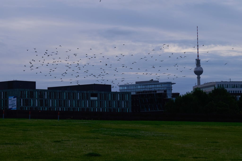 Vögel fliegen im Morgengrauen über dem Spreebogenpark vor dem Fernsehturm.