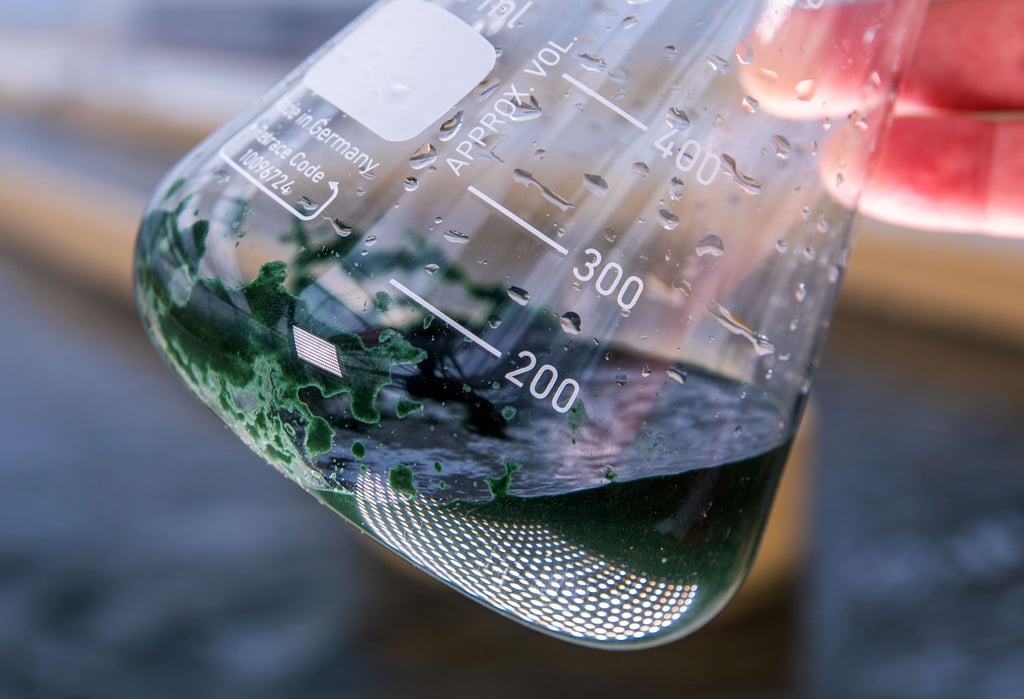 Wasser mit Spirulina-Blaualgen ist bei der Ernte an einem der Wasserbecken in ein Glasgefäss zu sehen.