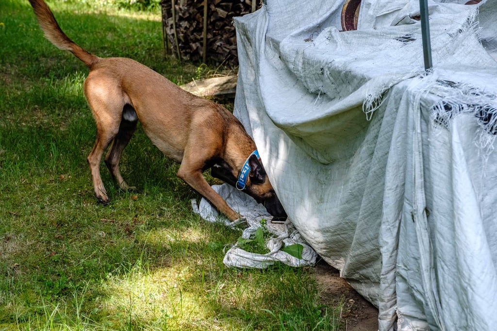 Ein Diensthund hat etwas entdeckt. In der kommenden Woche trainieren 38 Spürhundteams aus ganz Deutschland im Landkreis Wittenberg.