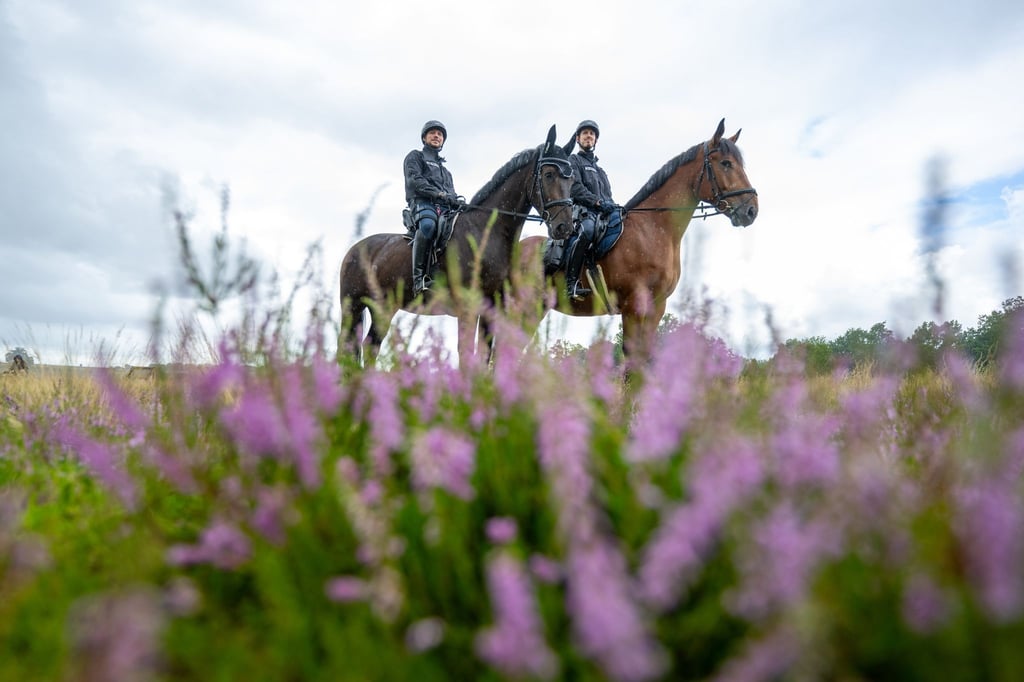 Die Polizeireiter reiten im Naturschutzpark Lüneburger Heide.