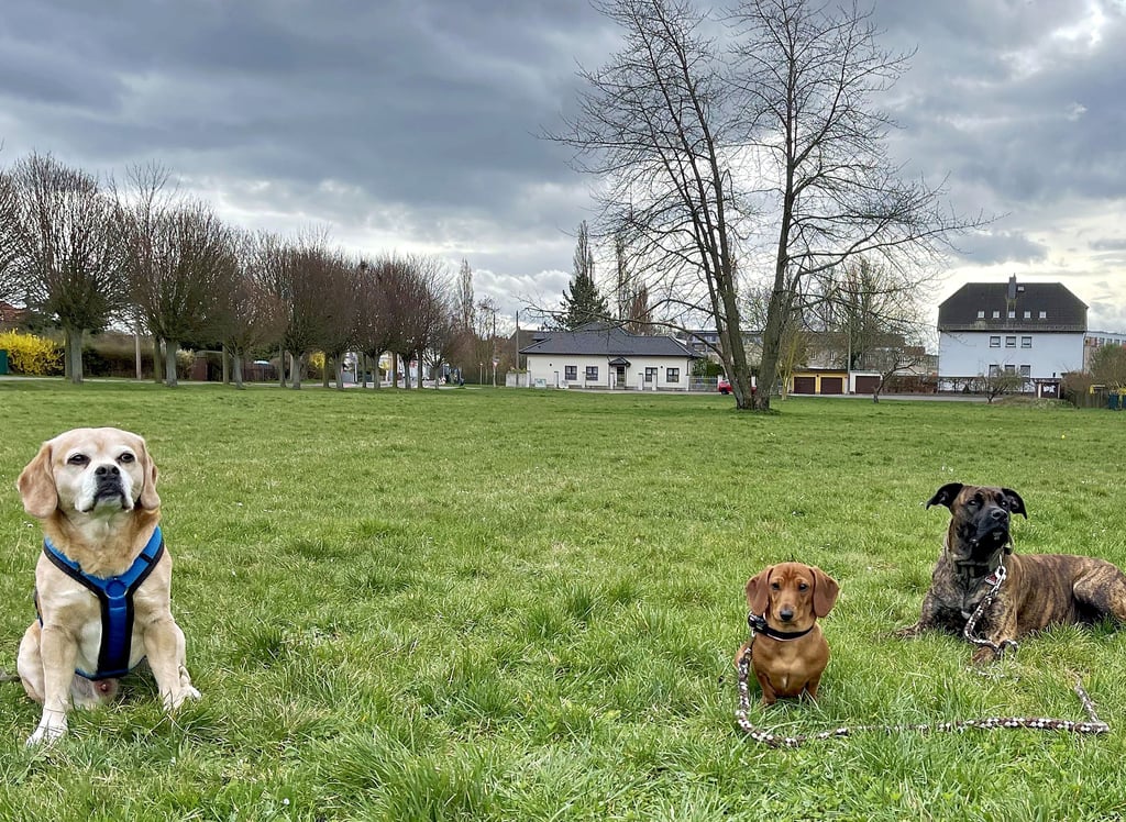 Die Hunde Captain, Laika und Daisy (von links) haben im Frühjahr die Wiese an der Magdeburger Robert-Koch-Straße getestet.