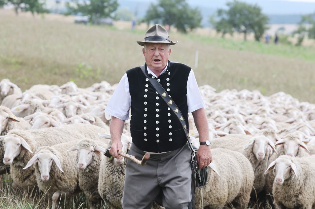 Schäfer Klaus Dieter Knoll aus Jena steht auf der Weide beim 30. Thüringer Schäfertag.