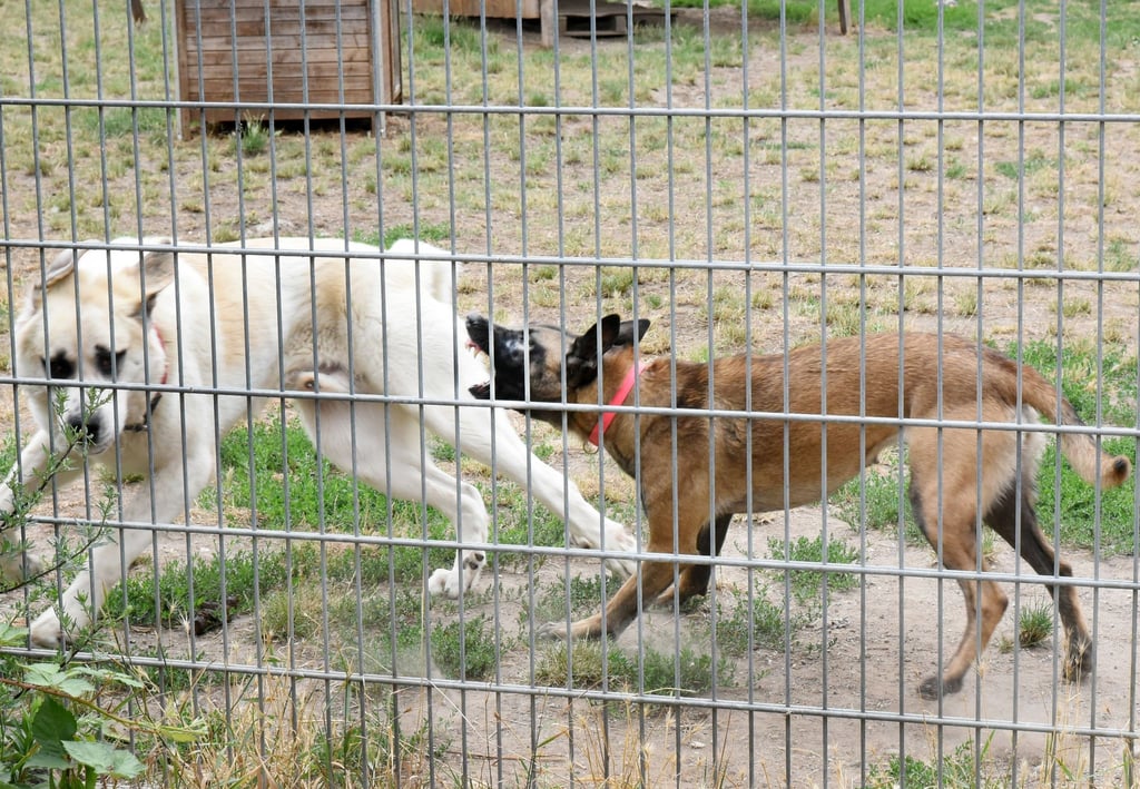 Im Tierheim Leipzig attackiert eine angstaggressive Hündin (r) einen anderen Hund.