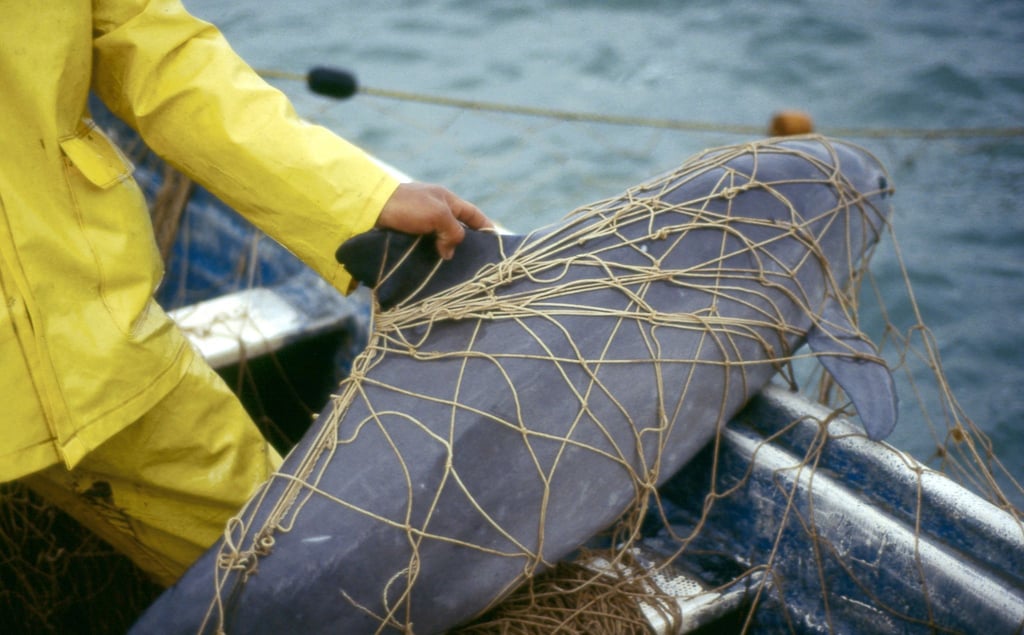 Ein Vaquita, ein Kalifornischer Schweinswal, im Netz eines Fischers vor der Küste von Mexiko. Der Meeressäuger ist vom Aussterben beedroht.