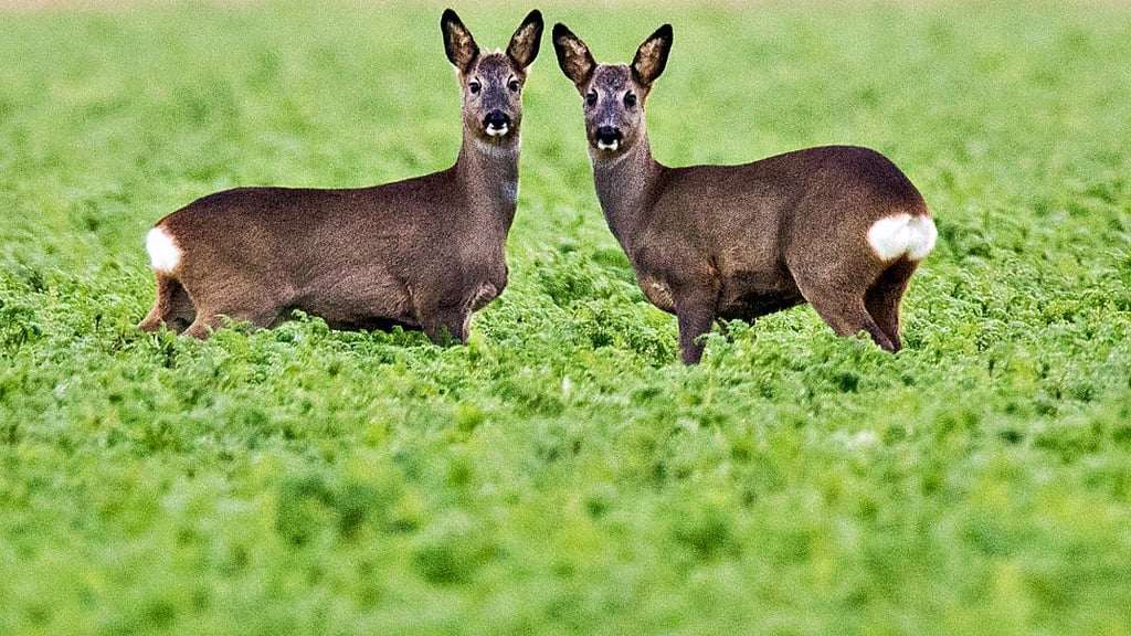 Rehe sind momentan in der Paarungszeit und kreuzen Straßen. Deshalb ist die Gefahr einer Kollision zwischen Autofahrer und Wild gestiegen.