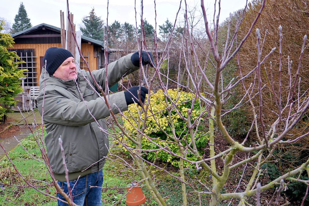 Steffen Frank kann sich kein schöneres Hobby vorstellen als seinen Kleingarten in der Anlage Salzwerke Staßfurt. Genaugenommen sind es mittlerweile zwei. Und selbst im Winter gibt es hier was zu tun. Baumschnitt bei frostfreiem Wetter beispielsweise.