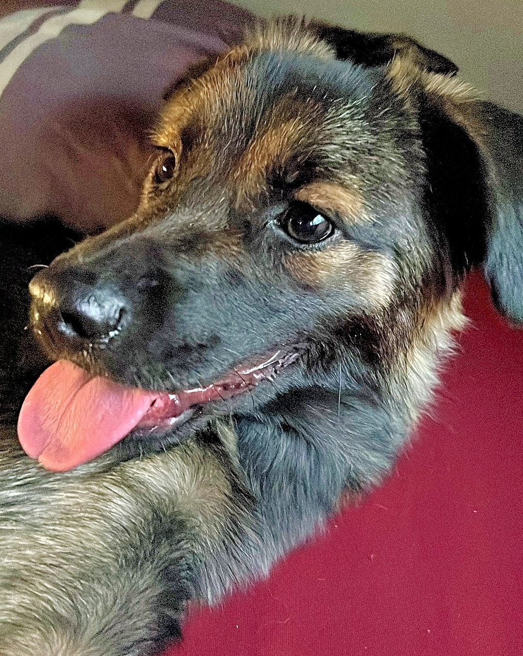 Hündin Tara ist vom Campingplatz in Elbingerode ausgebüxt und erst nach zwei Tagen wieder gefunden worden.