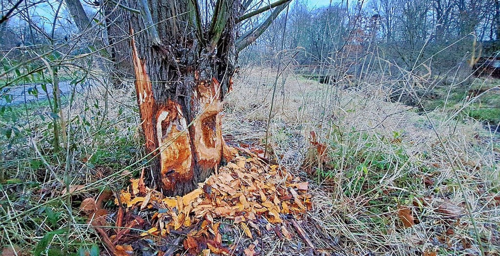 An der Rippach in Wählitz haben Biber mehrere Bäume angefressen.