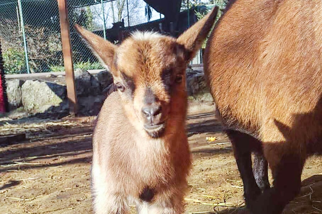 Gestatten „Fortuna“: Der Ziegennachwuchs beschert dem Tierpark Bad Kösen nach dem Ausbruch der Vogelgrippe einen Lichtblick. 