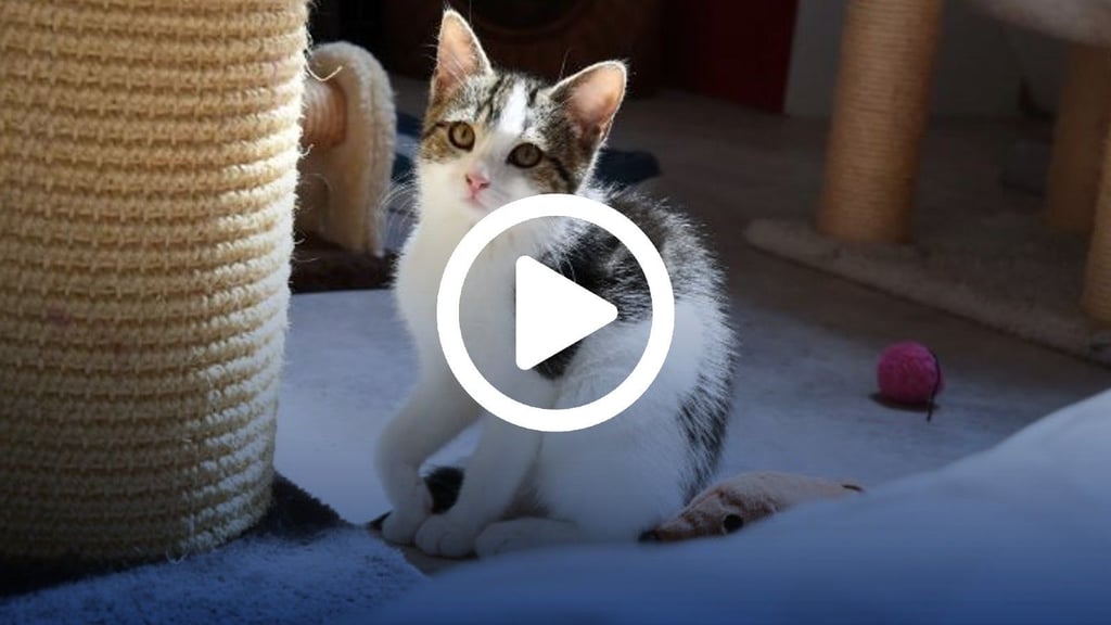 Für die Katzenkinder wird ein neues Zuhause gesucht.