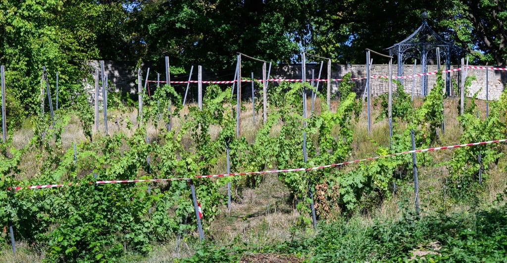 Absperrband hängt am Bischöflichen Weinberg im Magdalenengarten.