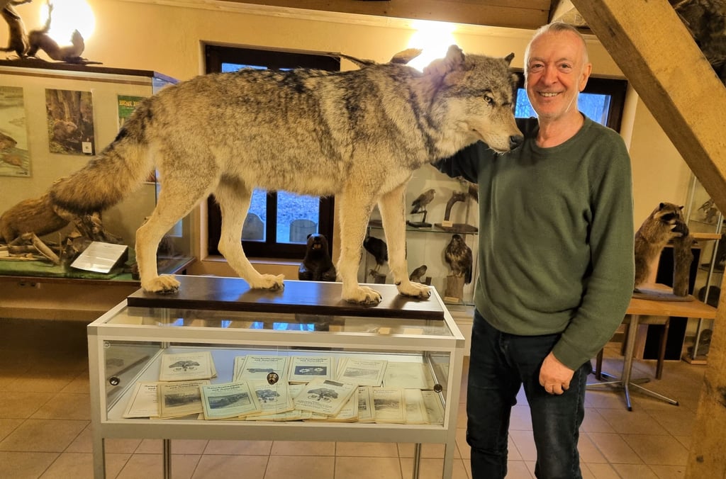 Klaus Heidrich ist der Vorsitzende des Fördervereins Naturschutz im Elb-Havel-Winkel. Dessen Vereinsdomizil ist das alte Forsthaus im Havelberger Mühlenholz. Zu den ausgestellten präparierten Tieren dort gehört ein Prachtexemplar: ein Wolf mit Winterfell. Wie Klaus Heidrich berichtet, stammt das männliche Tier aus Polen, wo es vor etwas über drei Jahren in einem Zoo verendet ist. Der Havelberger Verein hatte das Glück, den Wolf zu erwerben und ihn für die Ausstellung im Forsthaus präparieren zu lassen. Dort ist er für alle Besucher zumeist zum ersten Hingucker geworden.