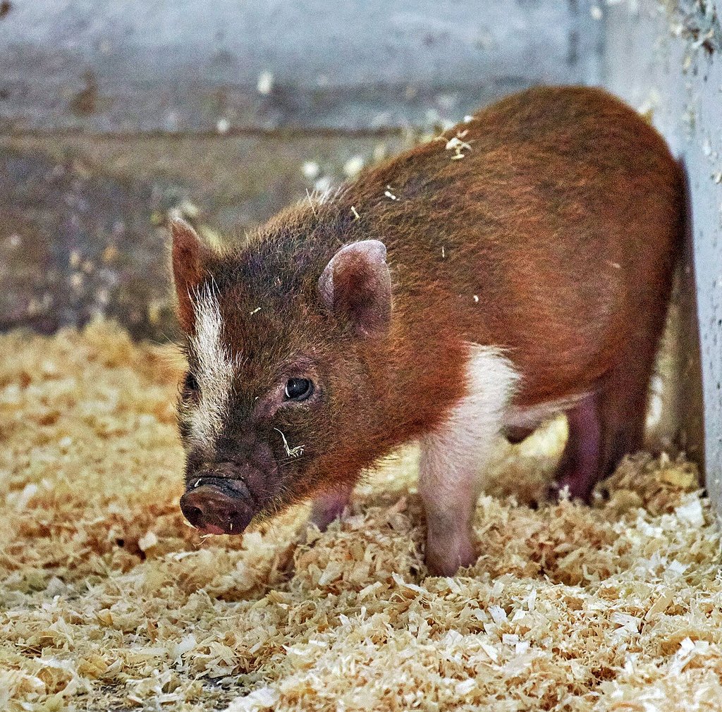 Mini-Schwein „Engelbert“ irrte vergangene Woche mitten durch Bernburg. Nun ist er im Tierheim untergekommen. Doch seine Herkunft wirft Fragen auf.