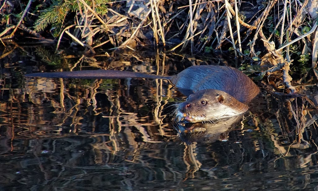 Der Fischotter am Stendaler Stadtsee.