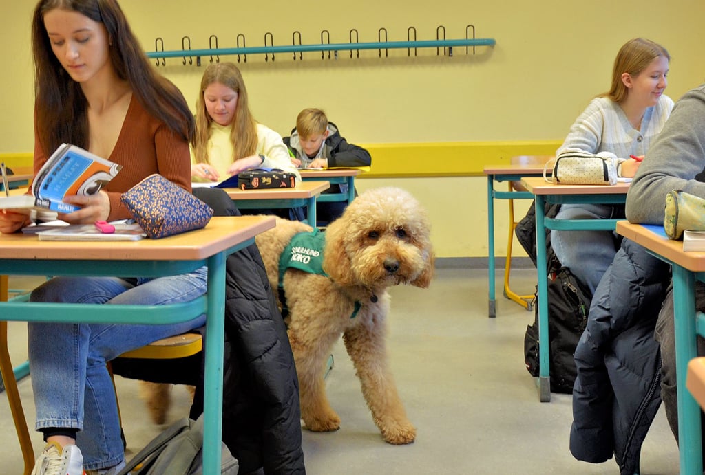 Seit November 2022 ist Yoko ein zertifizierter Schulhund. Sein Einsatzgebiet ist das Kurfürst-Joachim-Friedrich-Gymnasium in Wolmirstedt.