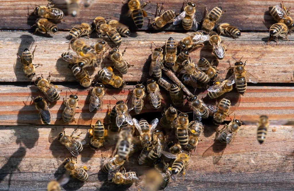 Bienen verlassen bei Sonnenschein einen Bienenstock auf dem Dach eines Gebäudes im Werksviertel München. Steigen die Temperaturen über zehn Grad, fliegen Bienen in der Regel aus.