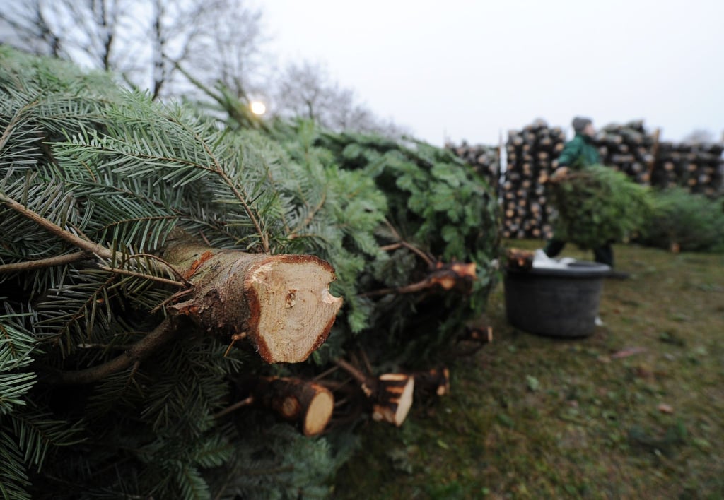 Sie brauchen neues Feuerholz? Der Weihnachtsbaum von diesem Fest sollte es nicht sein.