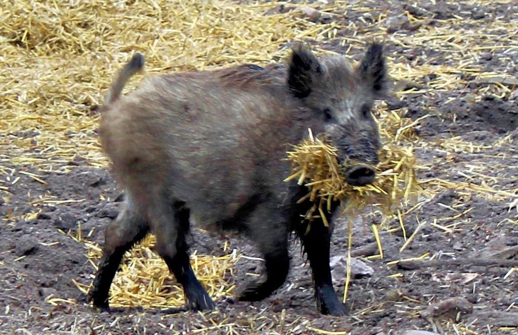 Dieses Borstentier ist dabei, sich im Weißewarter Wildpark häuslich einzurichten. Bis zum 30. Juni soll es aber ein neues Zuhause bekommen.