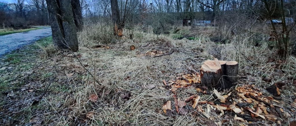 Der Baum an der Rippach in Wählitz ist zur Sicherheit gefällt worden.
