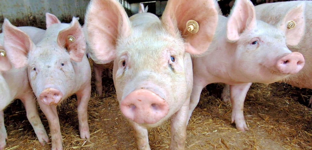 Mehr als 5000 Sauen werden aktuell in der Gladauer Schweinezuchtanlage gehalten. Bislang wollte der Betereiber perspektivisch mehr Tiere. Aber der Widerstand der Anwohner ist groß.